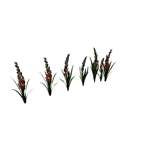 flower gladiolus4